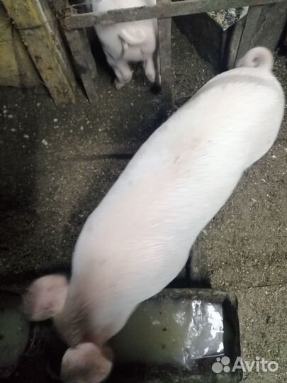 Поросята породы ландрас+петрен