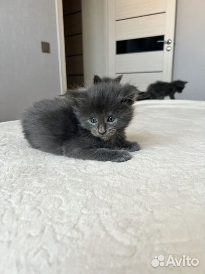 Котята мейн-кун