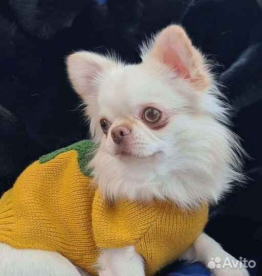 Приглашаем на вязку