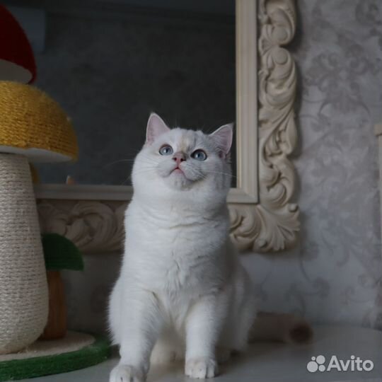 Бритнская голубая золотистая шиншилла поинт мальчи