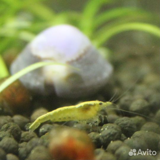 Креветки красные, синие, чёрные, желтые