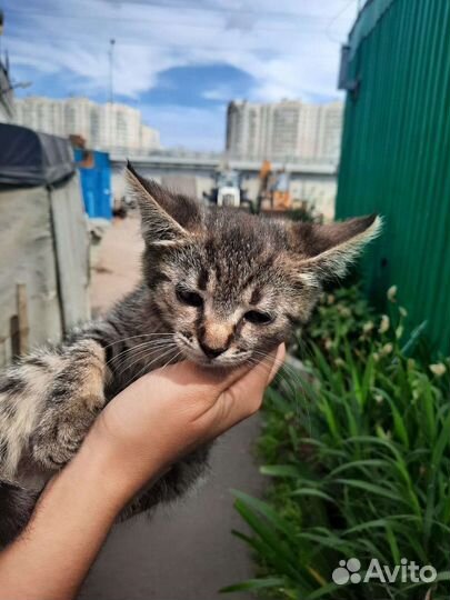 Котенок девочка в добрые руки. Пропадет на заводе