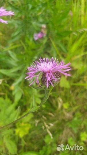 Травы лекарственные/для чая (саженцы, сбор)