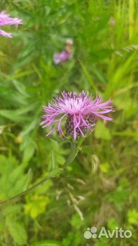 Травы лекарственные/для чая (саженцы, сбор)