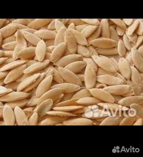 Семена огурцов тамата укропа