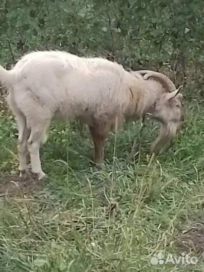 Козел зааненский