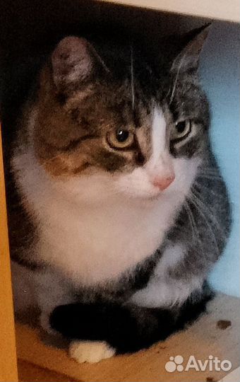Кошкам нужен дом умерла хозяйка