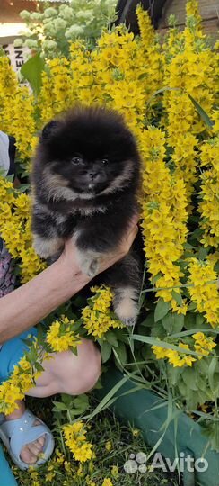 Шпиц девочка