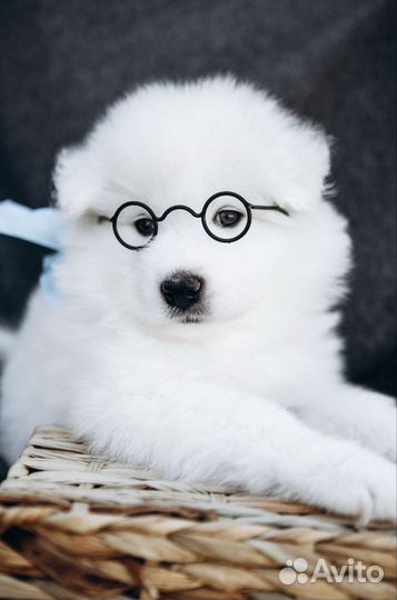 Щенки самоеда