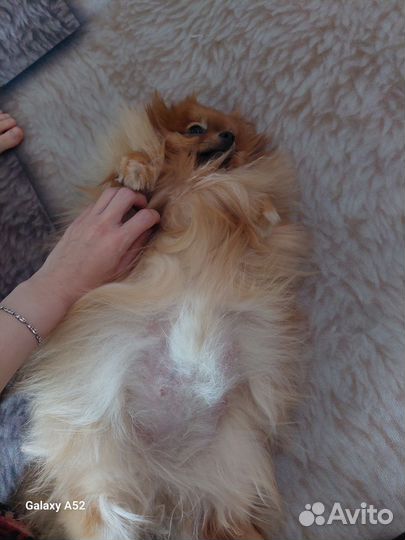 Щенки шпица