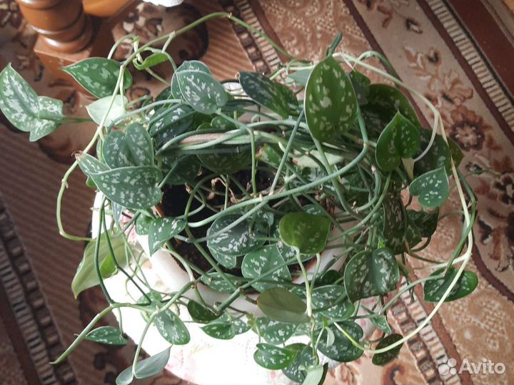 Сциндапсус