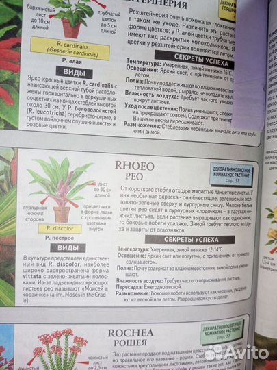 Цветок Рео или Моисей в корзинке