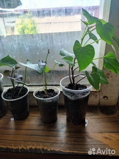 Рассада батат