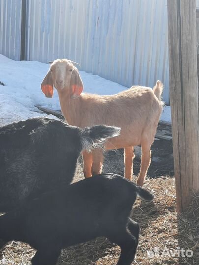 Козлята нубийские с камори