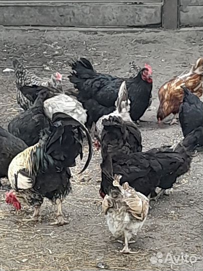 Куры. Гуси