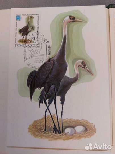 Картмаксимум,фауна СССР