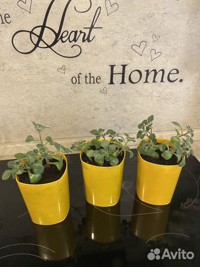 Комнатные цветы, разные