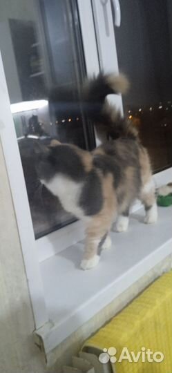 Кошечка 1год