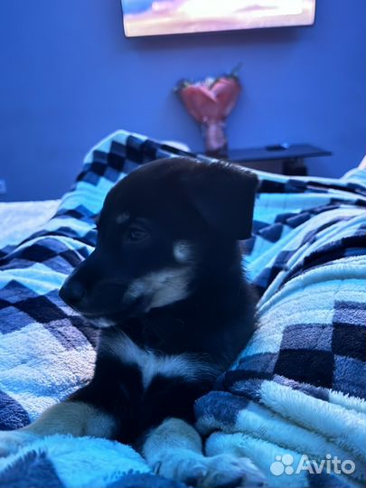 Щенок в добрые руки