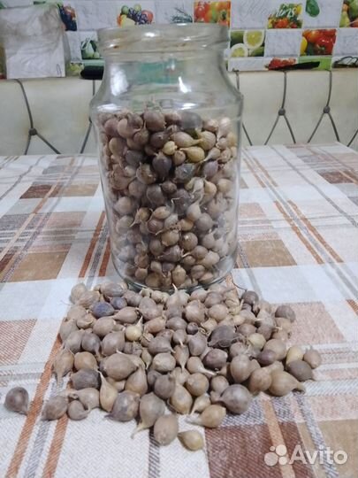 Семена чеснока однозубка