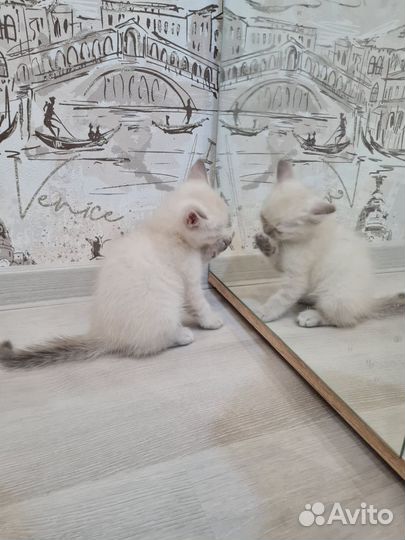 Котята шотландские