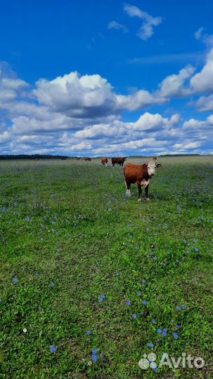 Коровы герефордской породы класса класса элита и э