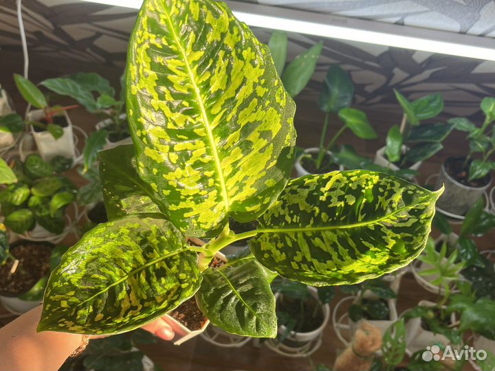 Диффенбахия Рефлектор