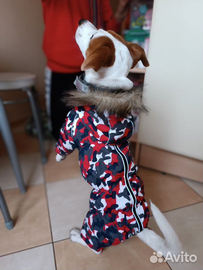 Комбинезон для маленькой собаки