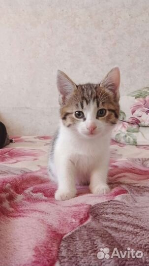 Домашние животные кошки