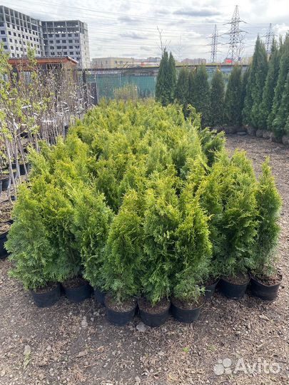 Туя западная смарагд 70 см