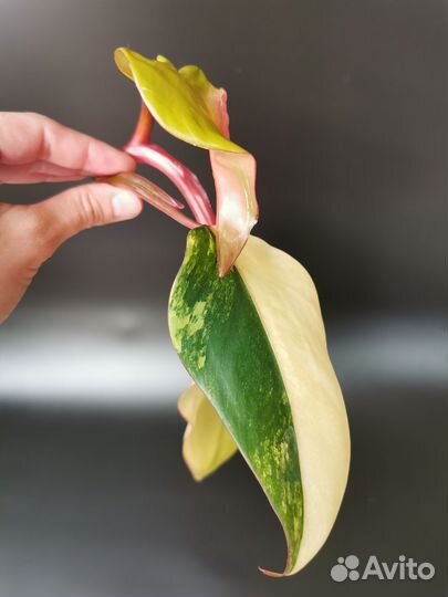 Филодендрон клубничный шейк