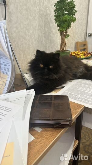 Персидская кошка