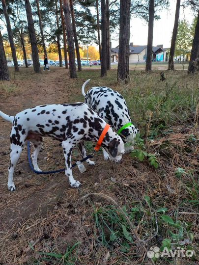 Выгул, передержка собак