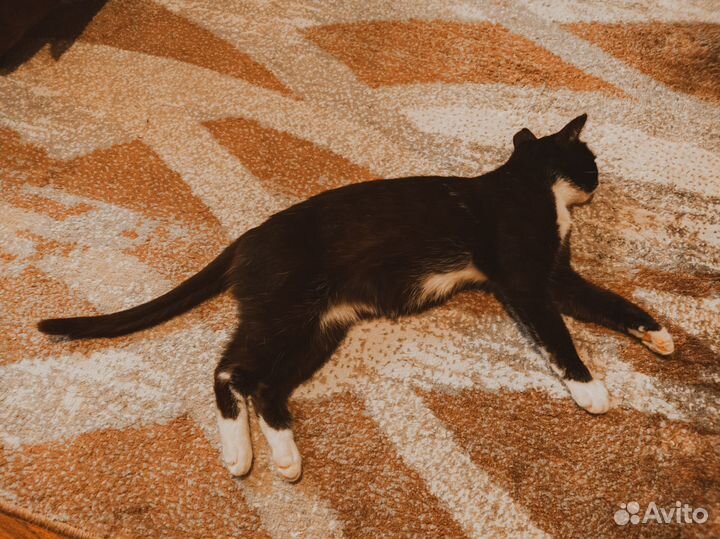 Кошка стерилизованная