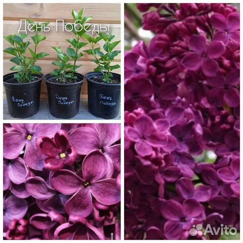 Сирень сортовая Монтень, Ами шотт и другие купить в Санкт-Петербурге ...