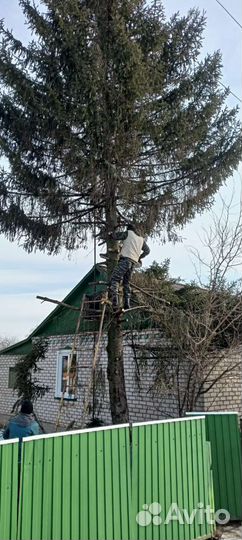 Спил деревьев