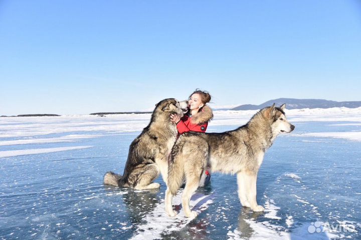Щенки маламут