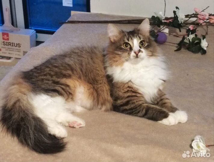 Кошка Даша