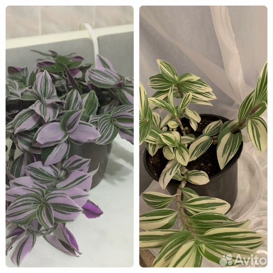 Комнатные цветы