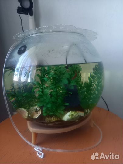 Аквариум с рыбками