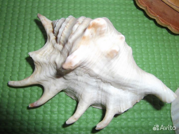 Морские коллекционные раковины