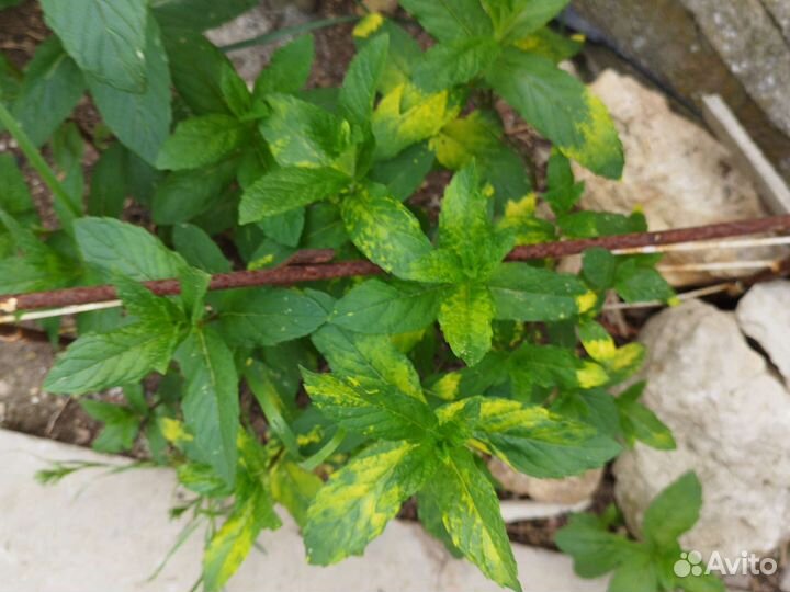 Мята,меллисса, розмарин