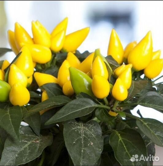 Рассада комнатного острого жёлтого перчика