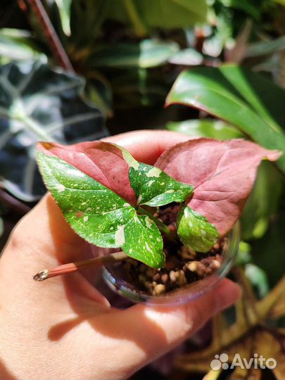 Сингониум жадэ,моттлед,Рэд Эрроу, Регина ред