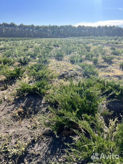 Можжевельник Андорра Компакт