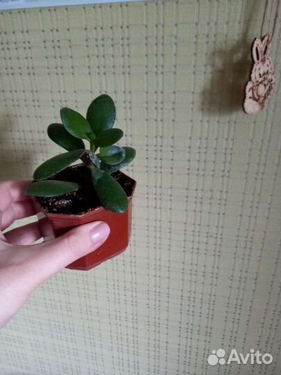 Каланхое,толстянка