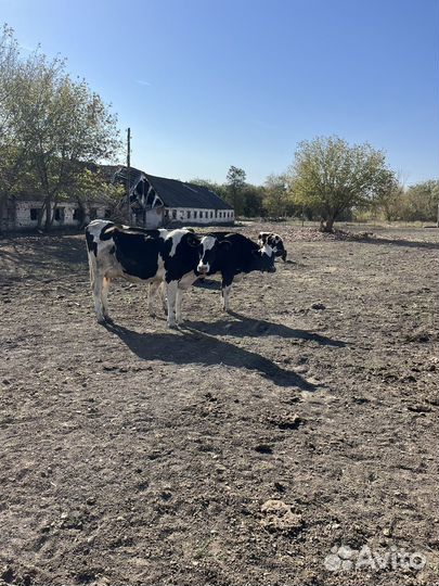 Коровы, телочки и бычки