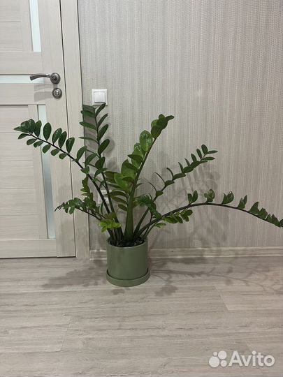 Замиокулькас