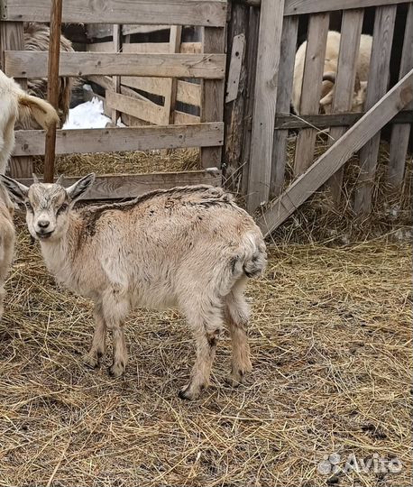 Козы, козочки, козлята