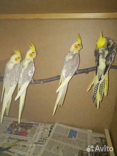 Попугай корелла птенец